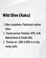 Organic Wild Olive Oil - Glass Packing